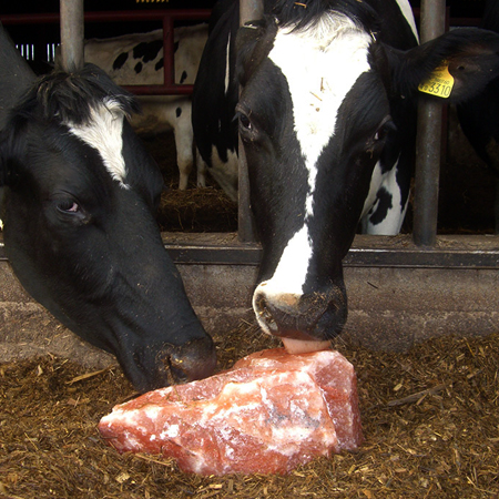 Himalayan Salt - Animal Salt Licks Himalayan Salt - Animal Salt Licks